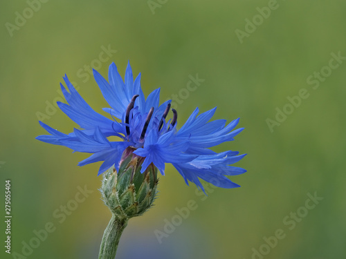 blaue Blüte der Kornblume - Cyanus segetum - Hintergrund grün unscharf photo