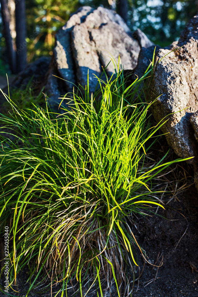 Fototapeta premium grass and leaves