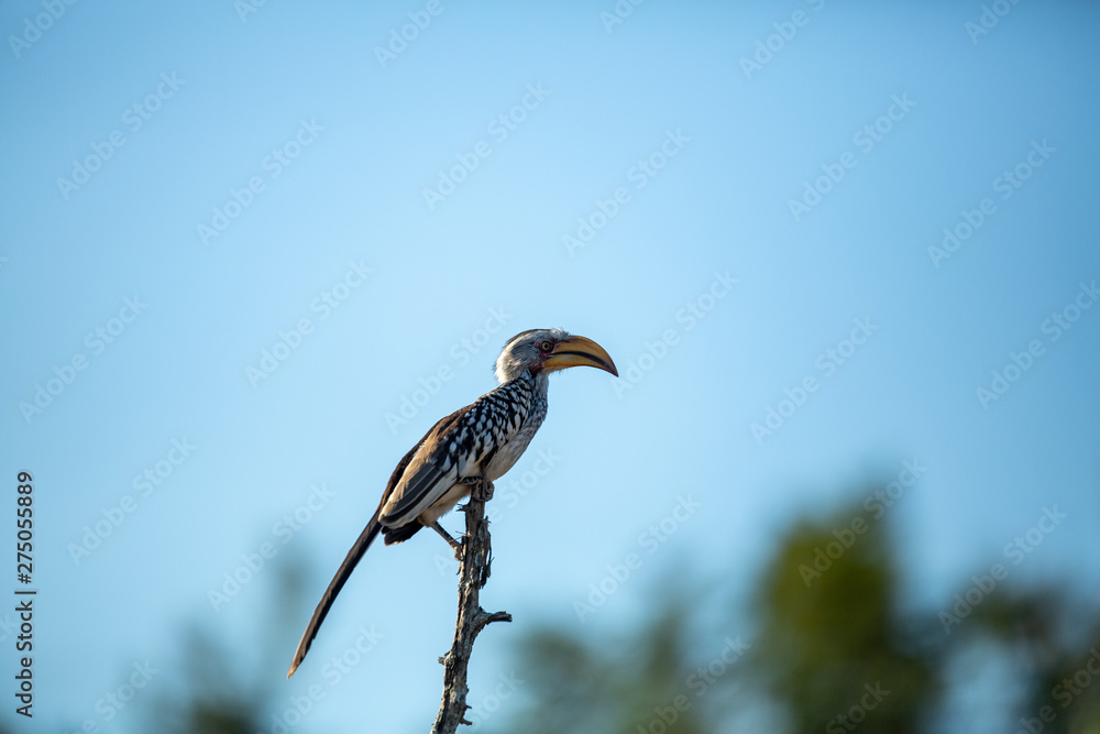 Fototapeta premium Yellow Billed Hornbill.