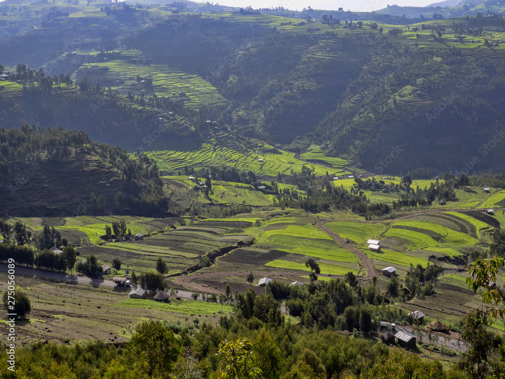 Green terraced fields in the mountains, Amhara province, Ethiopia.
