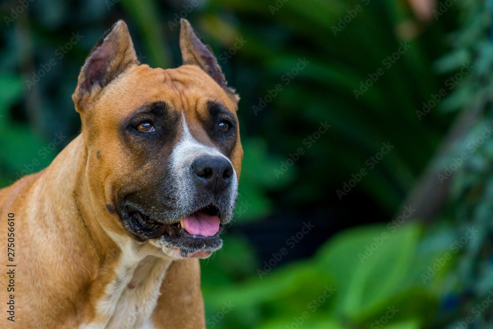 Closeup portrait of staffordshire terrier. American staffordshire in garden or park