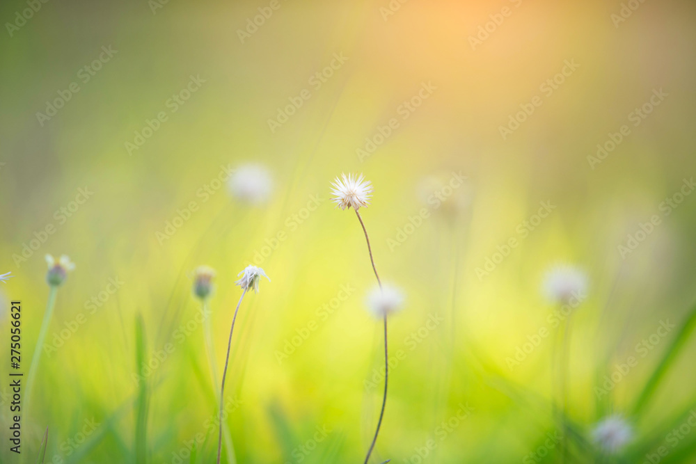 Flower and grass with sunlight