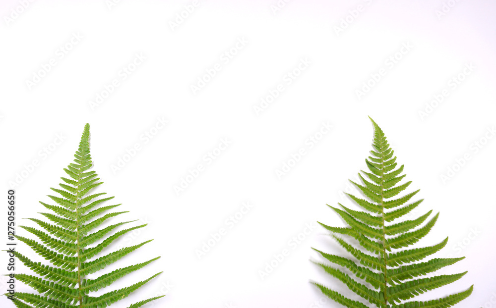 Christmas tree two fern leaves on white background with copy space for your own text