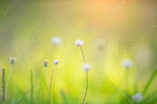 Flower and grass with sunlight