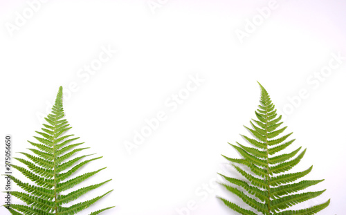 Christmas tree two fern leaves on white background with copy space for your own text