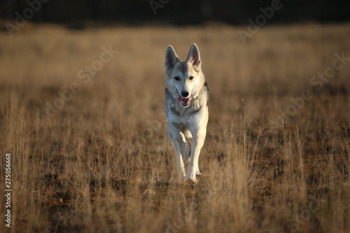 Portrait of happy mongrel dog walking on sunny autumn field.