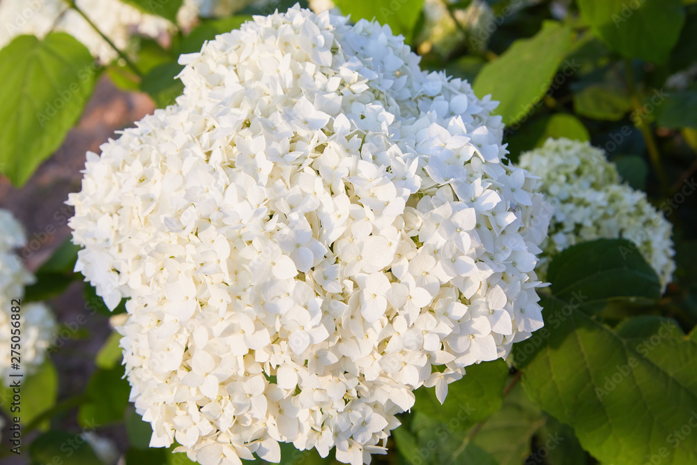 White Hydrangea arborescens Annabelle, backlit by the evening sun in summer. Flowers of smooth hydrangea (Hydrangea arborescens) White Hydrangea arborescens Annabelle, backlit by the evening sun in summer. Flowers of smooth hydrangea (Hydrangea arborescens)