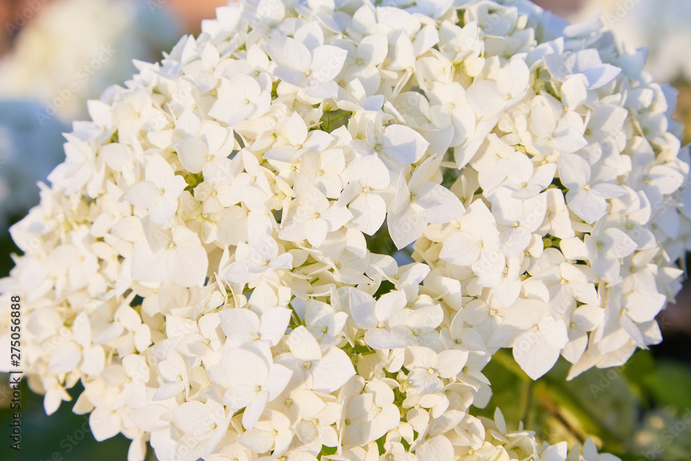 White Hydrangea arborescens Annabelle, backlit by the evening sun in summer. Flowers of smooth hydrangea (Hydrangea arborescens)