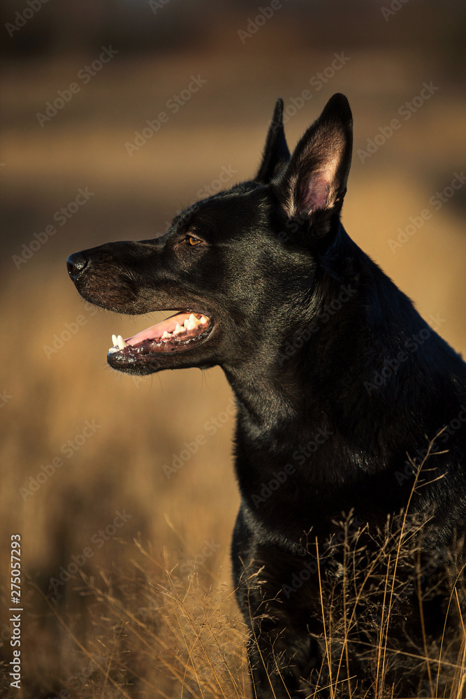 Portrait of cute mixed breed black dog walking on sunny meadow. Portrait of cute mixed breed black dog walking on sunny meadow.
