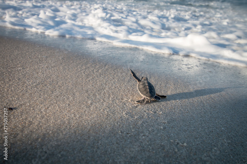 Valokuva Baby Green sea turtle on the beach.