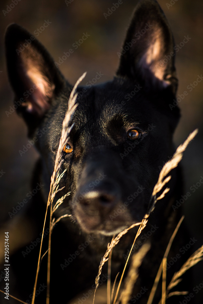 Portrait of cute mixed breed black dog walking on sunny meadow.