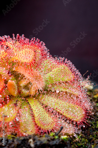 close up of sundew plant