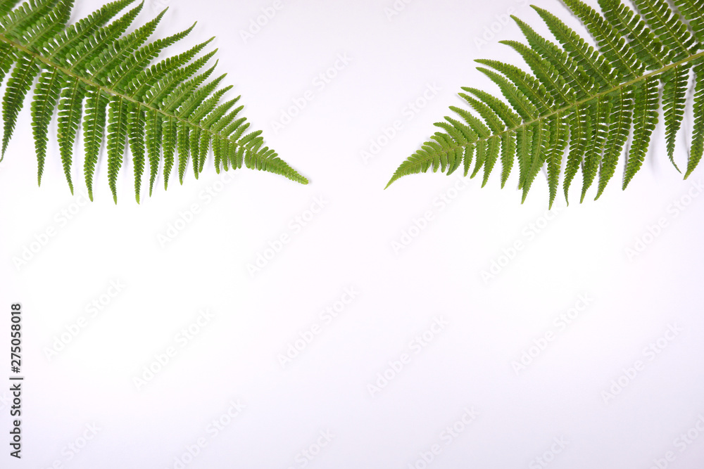 Botanical floral ferns decoration on white background with copy space for your own text 