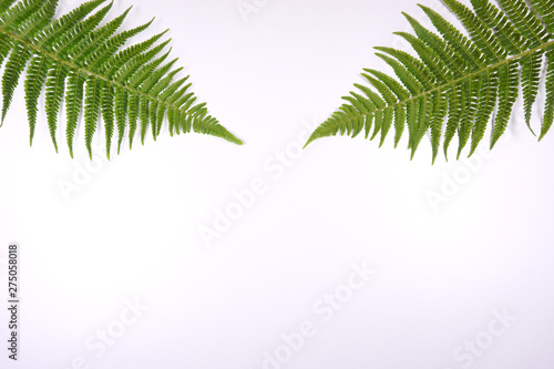 Botanical floral ferns decoration on white background with copy space for your own text 