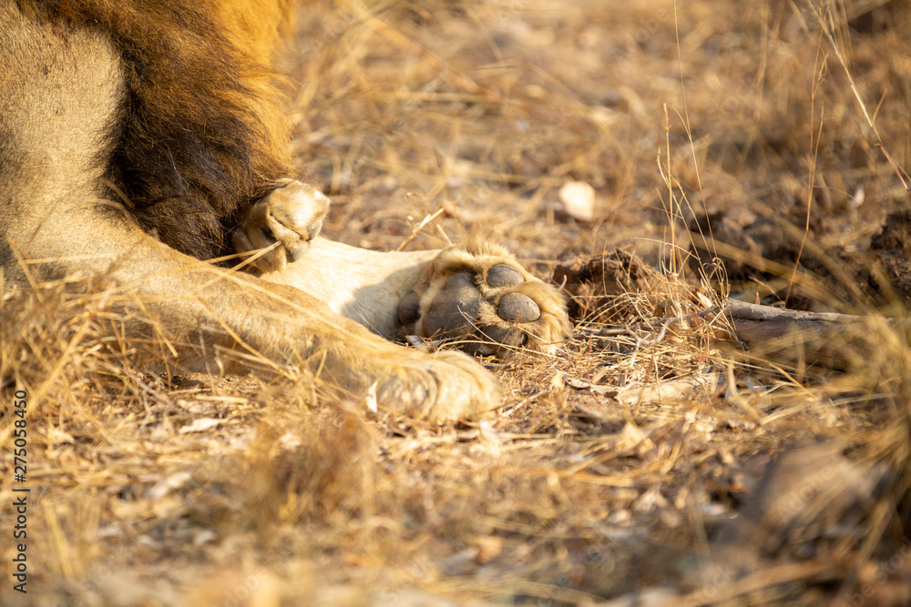 Naklejka premium Lion pride with sub adults