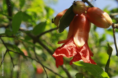 Photography Flower of Pomegranate (Punica granatum).