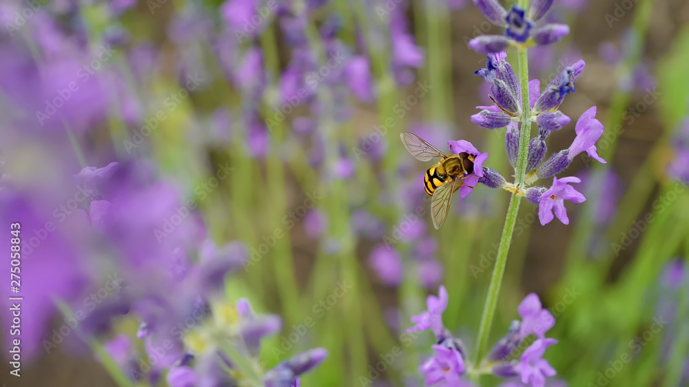 Sericomyia silentis insect in lavender flowe Sericomyia silentis insect in lavender flowe