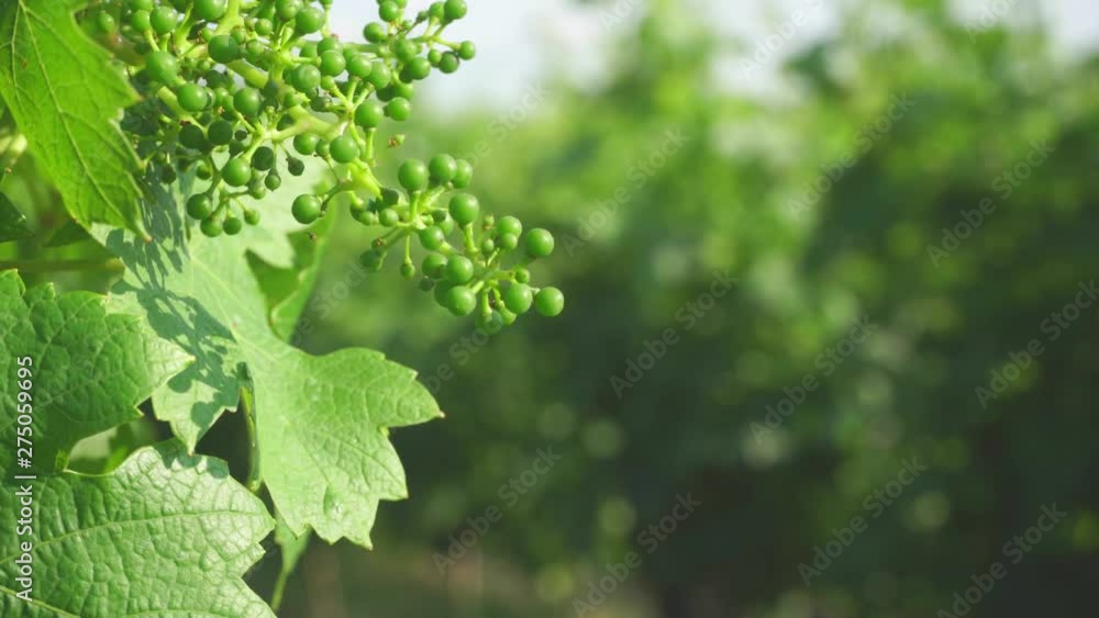 Grapevine at a Vineyard In Werder (Havel) in Brandenburg Grapevine at a Vineyard In Werder (Havel) in Brandenburg
