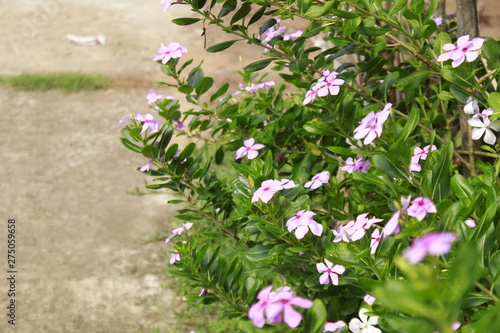 Catharanthus roseus, commonly known as the Madagascar periwinkle, rose periwinkle, or rosy periwinkle, is a species of flowering plant in the dogbane family Apocynaceae.