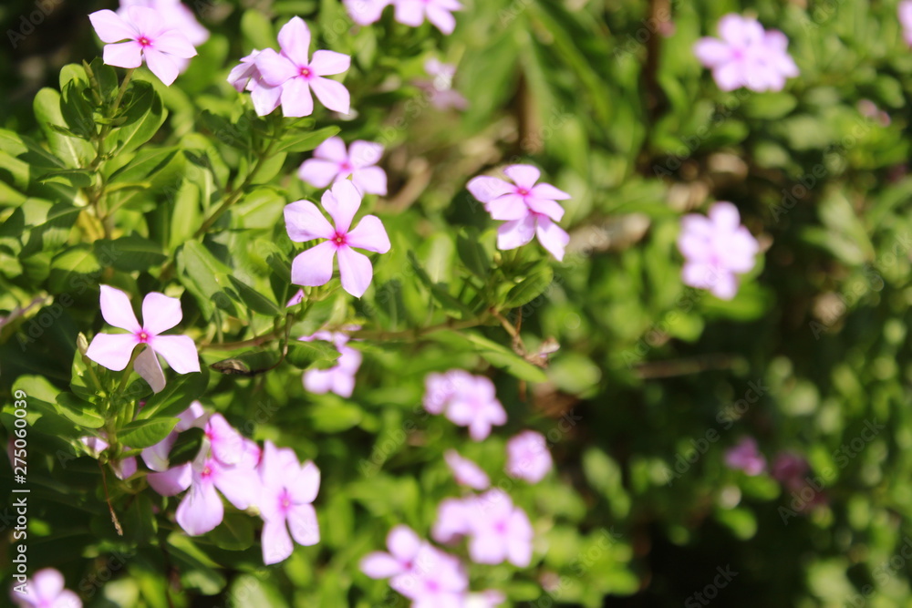Madagascar rosy periwinkle flower. Madagascar rosy periwinkle flower.