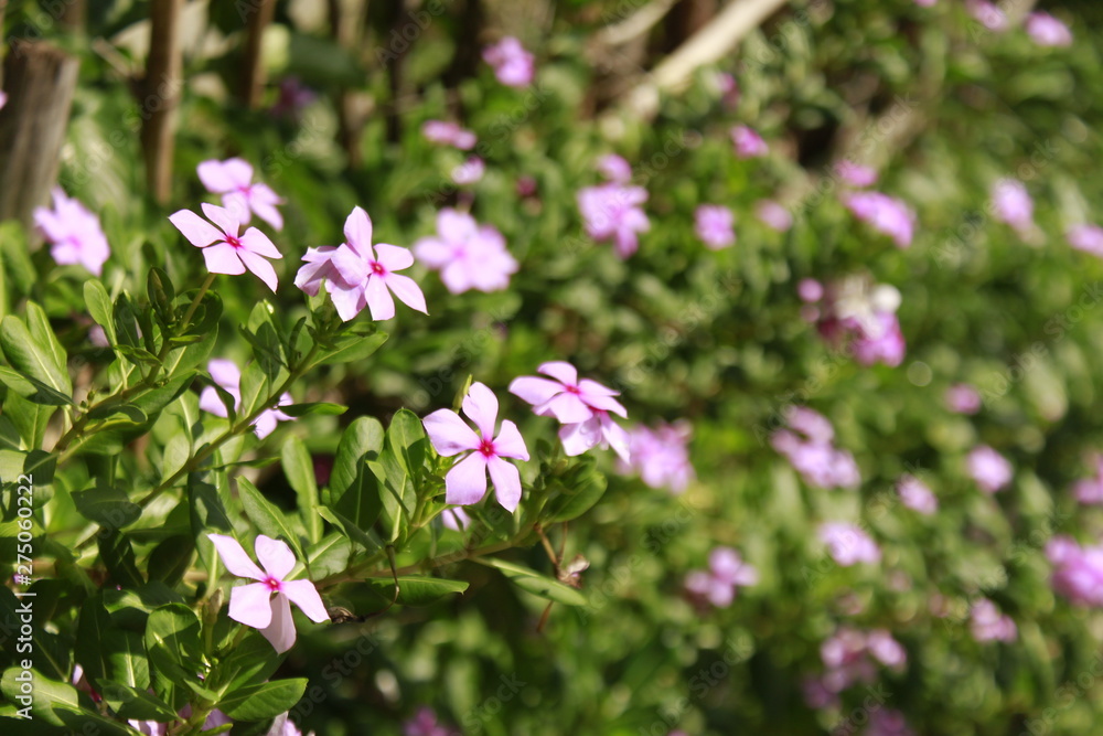 Catharanthus roseus flower, commonly known as the Madagascar rose periwinkle, it is an ornamental and medicinal plant, a source of the drugs vincristine and vinblastine, used to treat cancer.