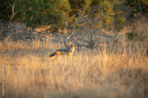 Black backed Jackal pair in the open