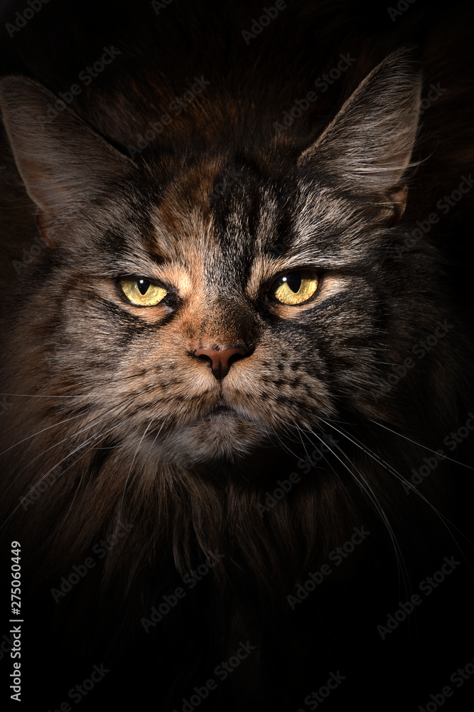 Edle Maine Coon Katze Gesicht Nahaufnahme