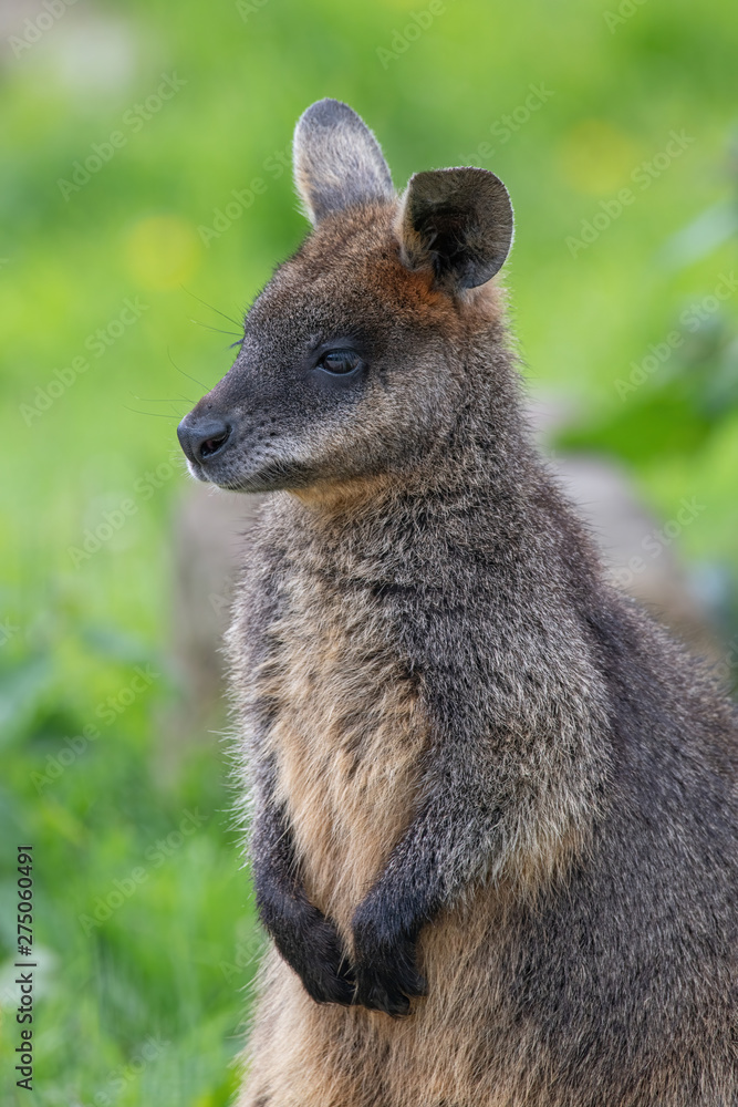 Close up of a Swamp Wallaby (Wallabia bicolor) a kangaroo from Australia Close up of a Swamp Wallaby (Wallabia bicolor) a kangaroo from Australia