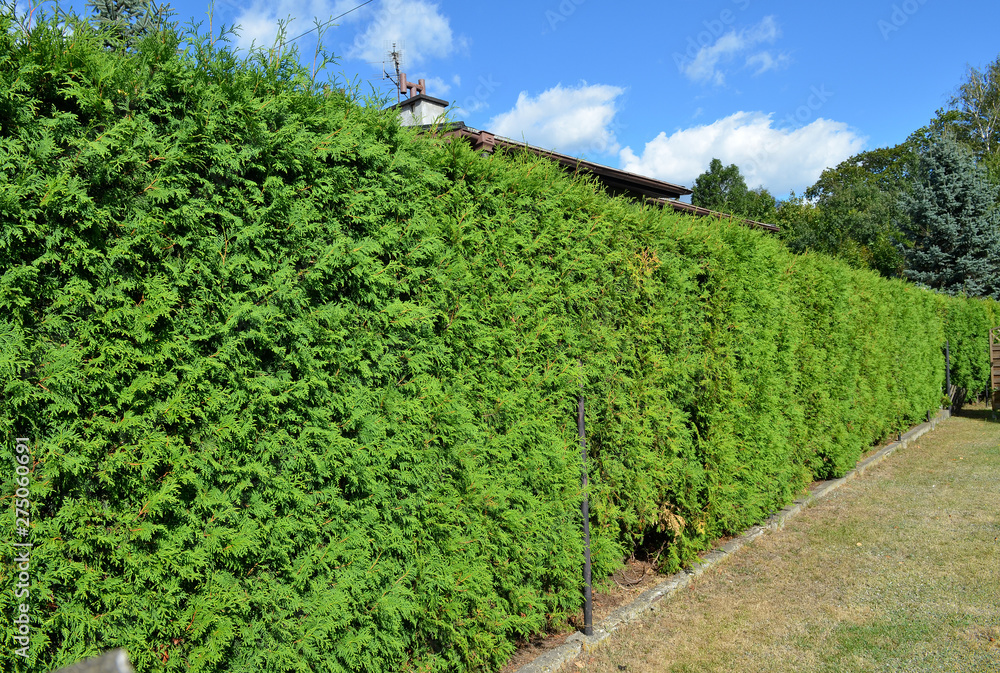 Long green hedge with a blue sky background.