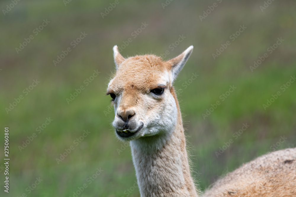 Vicuna (Vicugna vicugna) one of the two wild animals in the camel family in Peru
