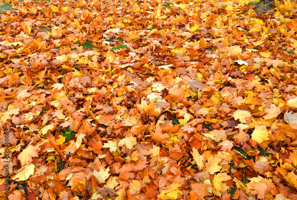Magic colorful autumn Magic colorful autumn