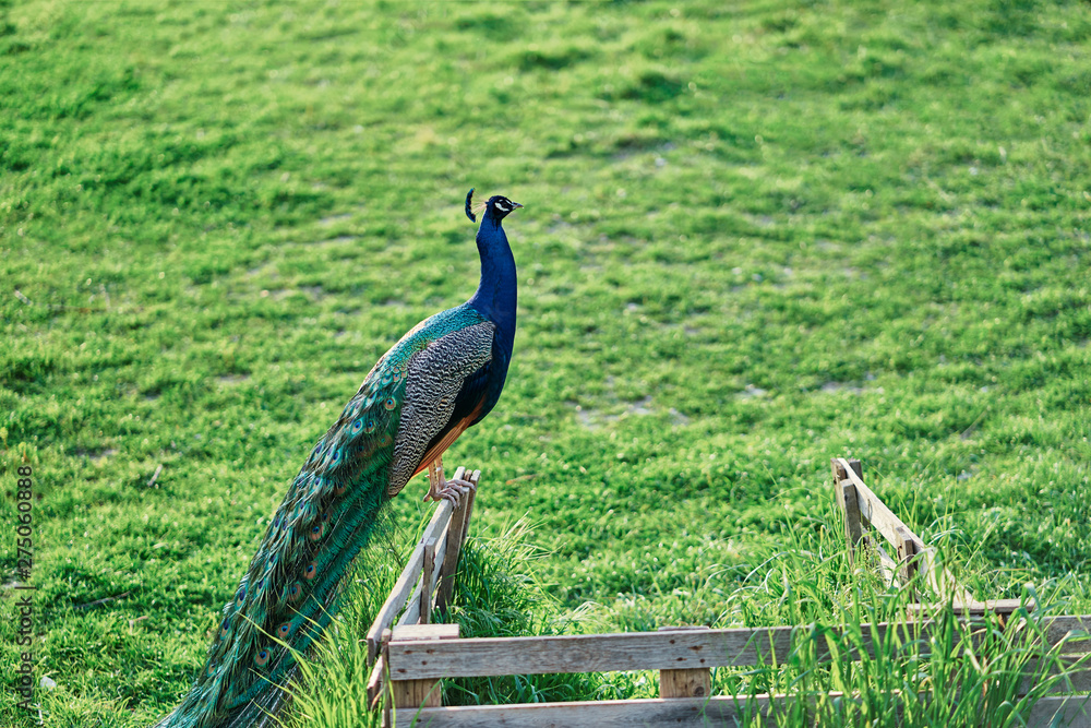 Fototapeta premium Beautiful male peacock on green grass.