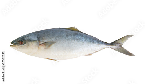 Yellowtail amberjack fish isolated 