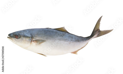 Amberjack fish isolated on white background