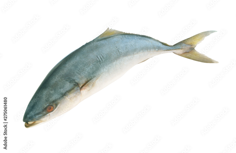 Yellowtail amberjack fish isolated on white background. Yellowtail amberjack fish isolated on white background.