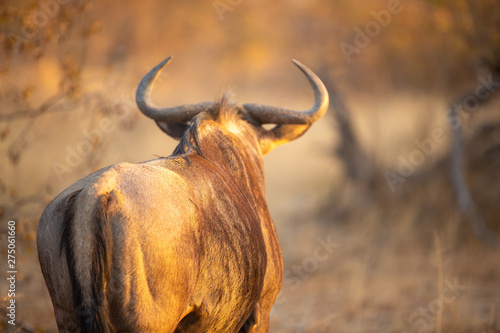 Wildebeest bull at sunset