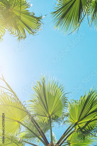 Silhouette of green tropical palm tree leaves with clear blue sky on backgroung at sunset or sunrise time.Summer travel and adventure concept. exotic islands  trip vacation destination. Toned