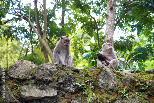 Indonesia Bali island monkey family © bbq1409