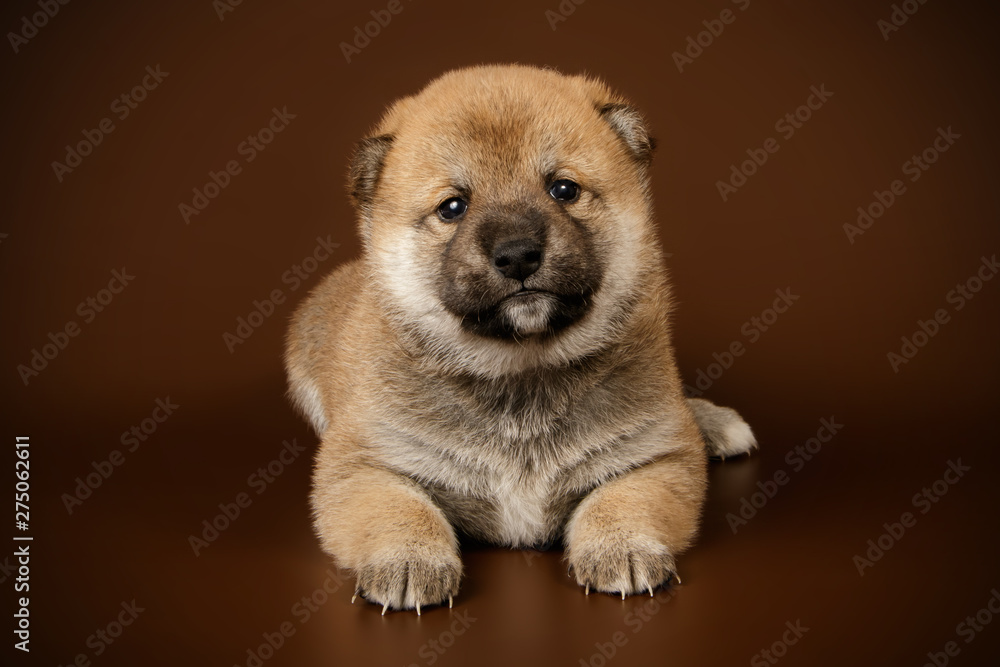 Shiba inu on colored backgrounds