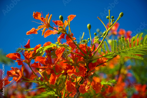 Canvastavla Vietnamese red phoenix flower flamboyant