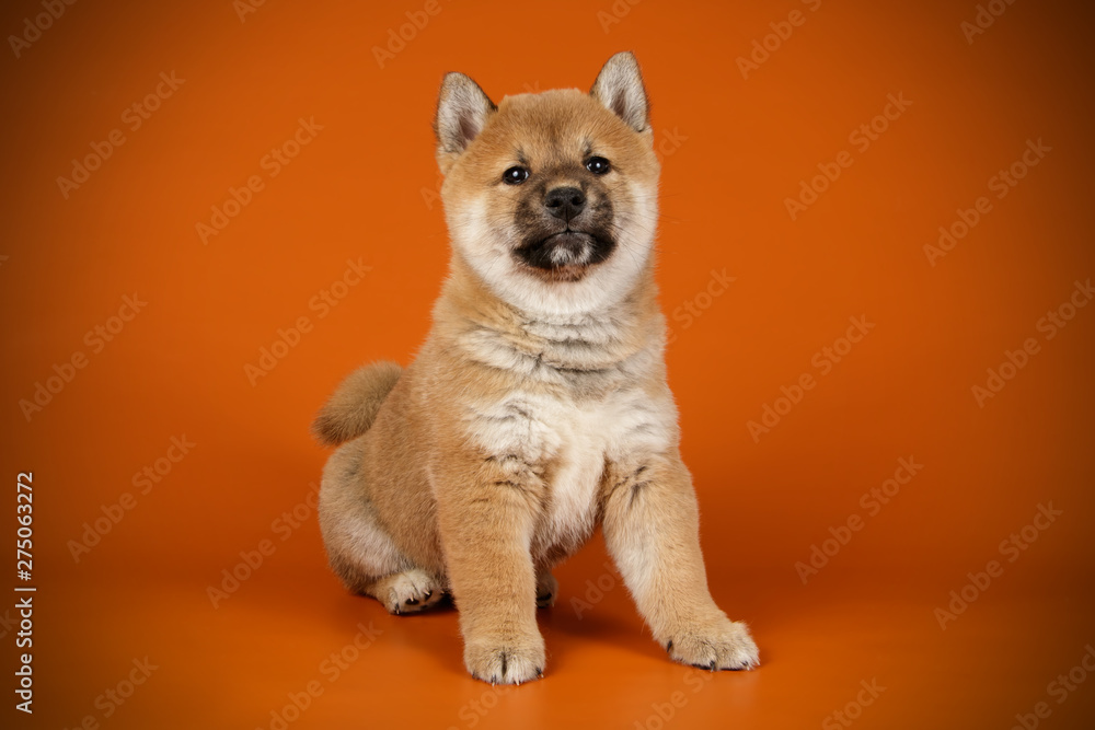 Obraz premium Shiba inu on colored backgrounds