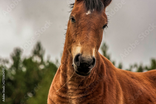 closeup portrait of a brown horse during a cloudy day - Image © JuanFrancisco
