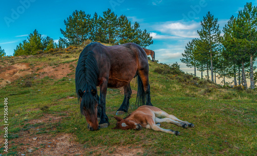 Beautiful image of a brown female horse with her foal during a sunny day - Image photo