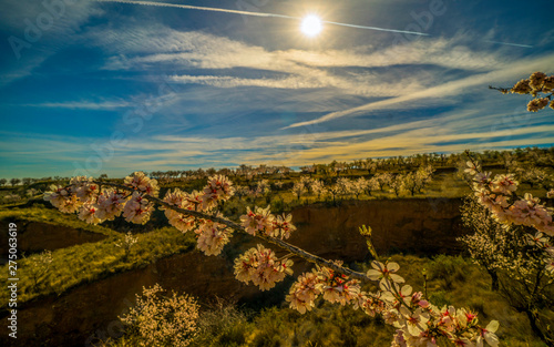 blooming field of cherry trees with withe flowers during a spring sunny day - Image