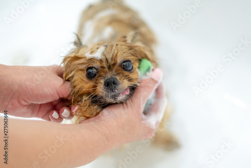 Washing and grooming dogs, wet Pomeranian with wet wool in soap