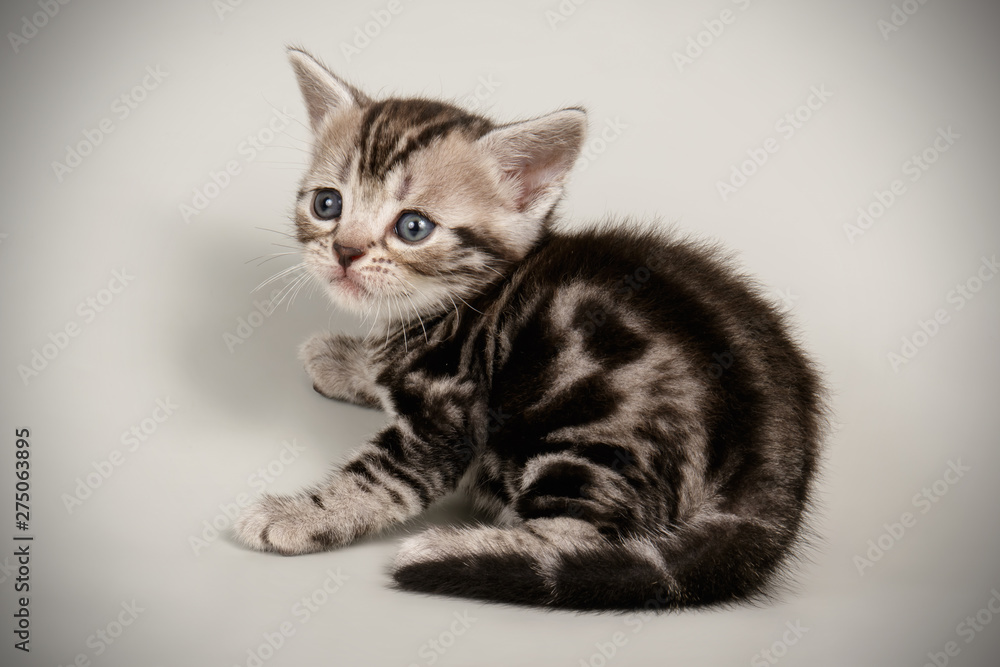 American shorthair cat on colored backgrounds