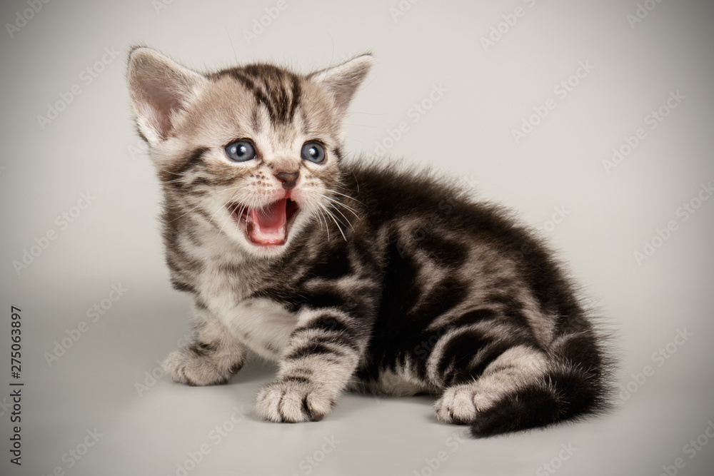 American shorthair cat on colored backgrounds