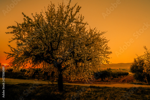 blooming field of almond trees with withe flowers during a spring sunset - Image