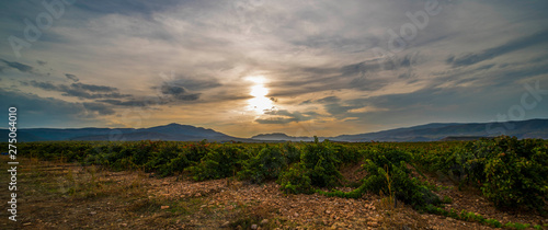 Panoramic photo of a vineyard in spring during a stormy day sun rise with grey clouds on the sky - Image