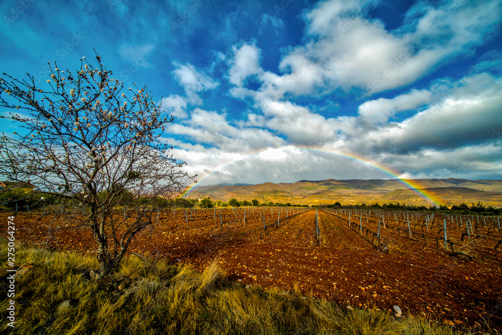 Panoramic view of a vineyard in Spain during a cloudy and rainy with a rainbow in the sky - Image